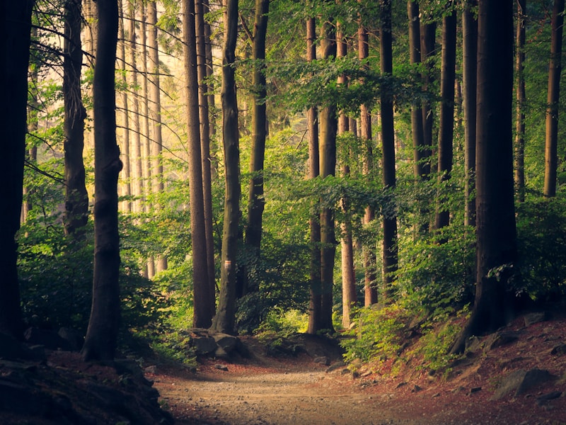 Kakum National Park Canopy Walk